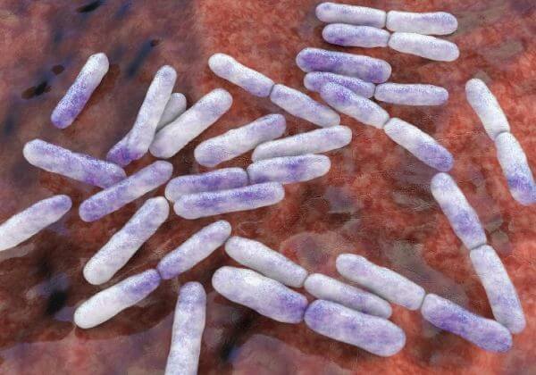 Prebiotics 101: How To Fuel Your Probiotics