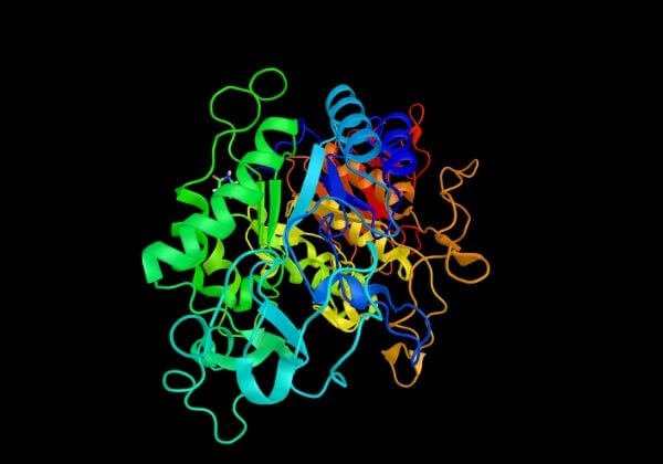 What Is Amylase? An Essential Digestive Enzyme and Why You Need It