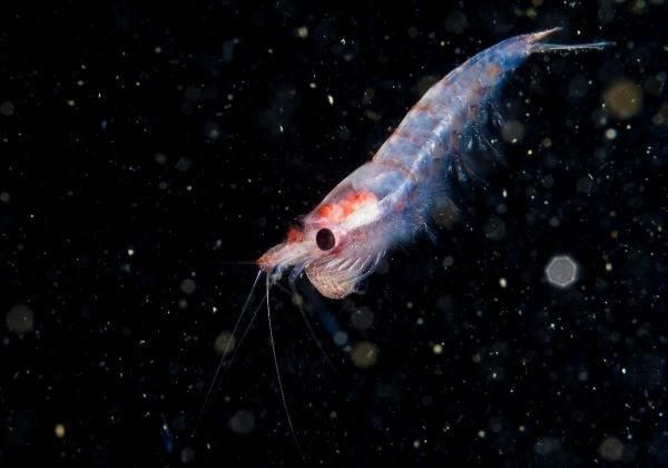 The DNA of Krill Oil: The Facts Behind EPA & DHA