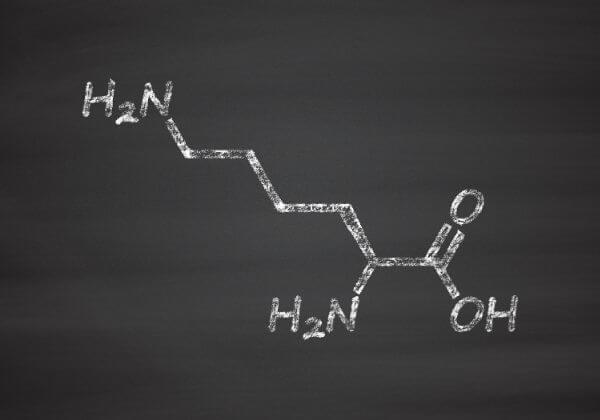 l lysine and l carnitine together Ingredient Spotlight: L-Carnitine Source: Biosynthesised in the body from the Other Ingredients Stearic acid L-Carnitine in Mitochondria | Encyclopedia