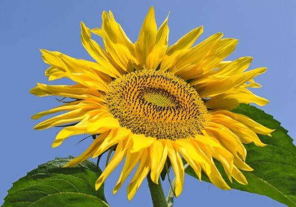 The Health Benefits of Natural Sunflower Lecithin