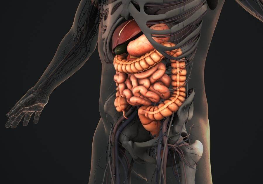 A Powerful Routine for a Healthy Digestive System