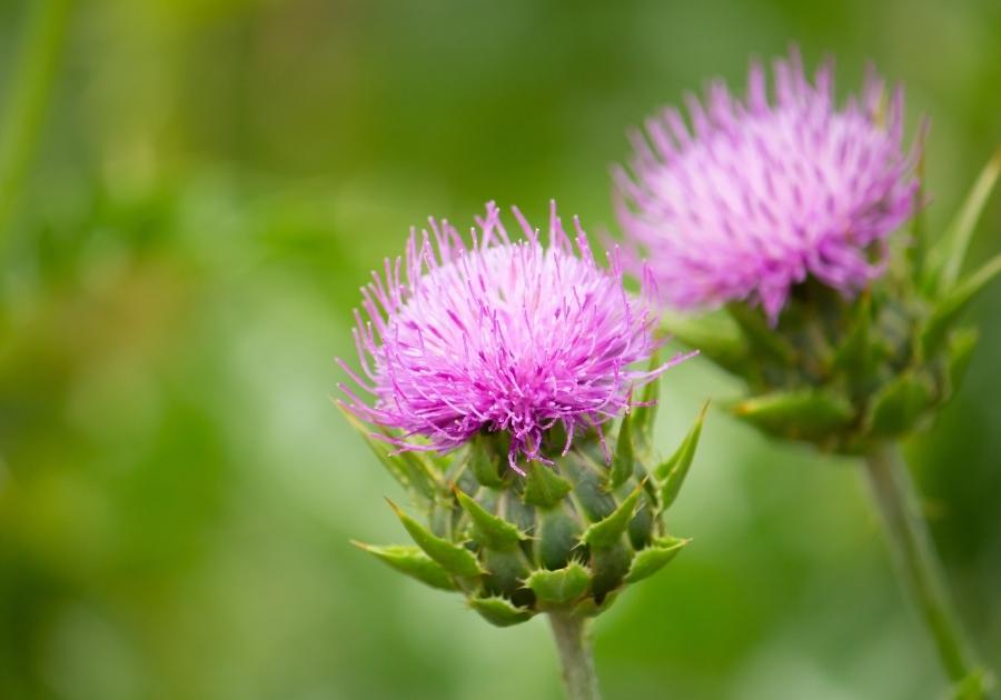 Ingredient Spotlight: Siliphos Silybin – 1MD Nutrition