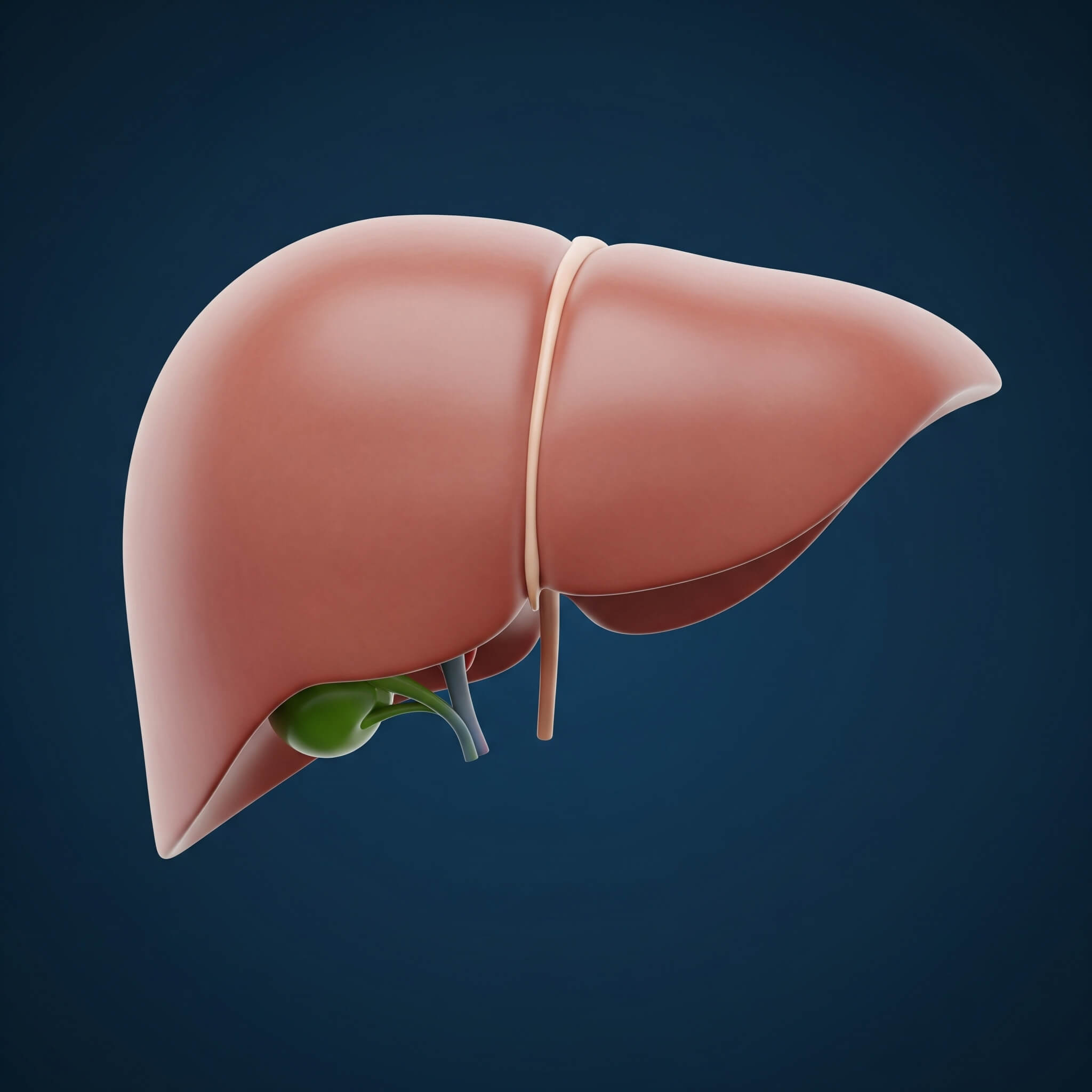 Anatomical illustration of human liver and gallbladder against dark blue background for 1MD Nutrition article on stress and