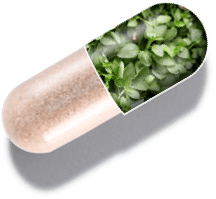 capsule graphic showing 1MD Nutrition BalanceMD ingredient oregano leaf extract