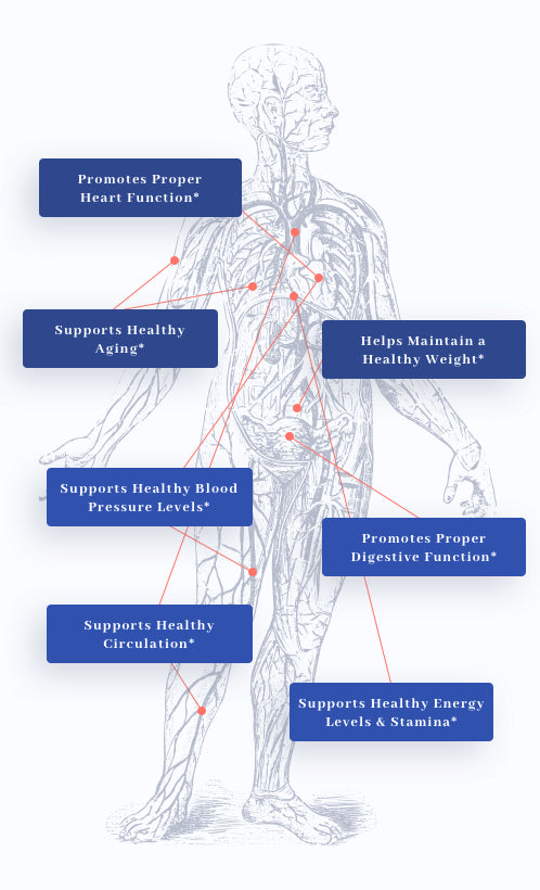 1MD Nutrition CardioFitMD benefits on a human body graphic