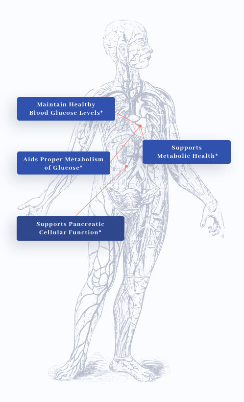 human body graphic showing benefits of 1MD Nutrition's GlucoseMD