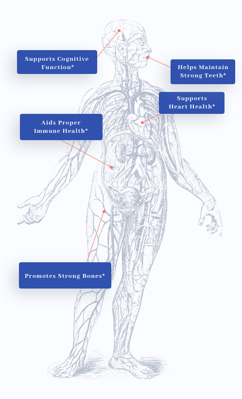 human body graphic showing benefits of 1MD Nutrition's D3 vitamins