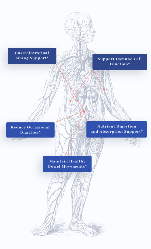human body graphic showing benefits of 1MD Nutrition's BiomeMD