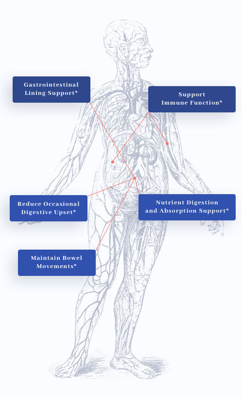 human body graphic showing benefits of 1MD Nutrition's Complete Probiotics Platinum