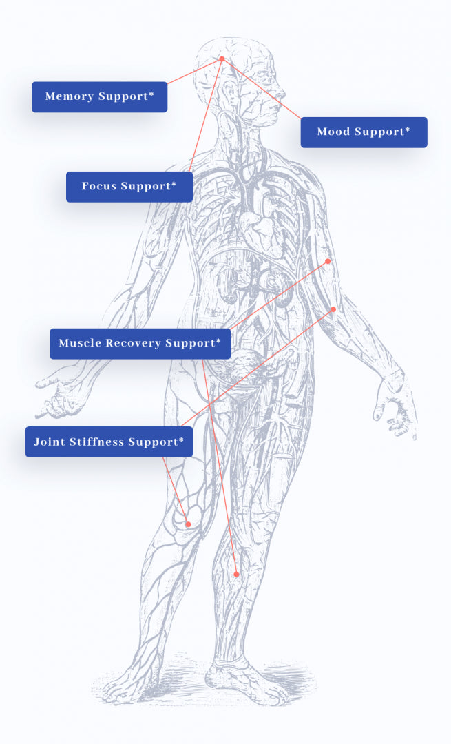 human body graphic showing benefits of 1MD Nutrition's CurcuminMD Plus