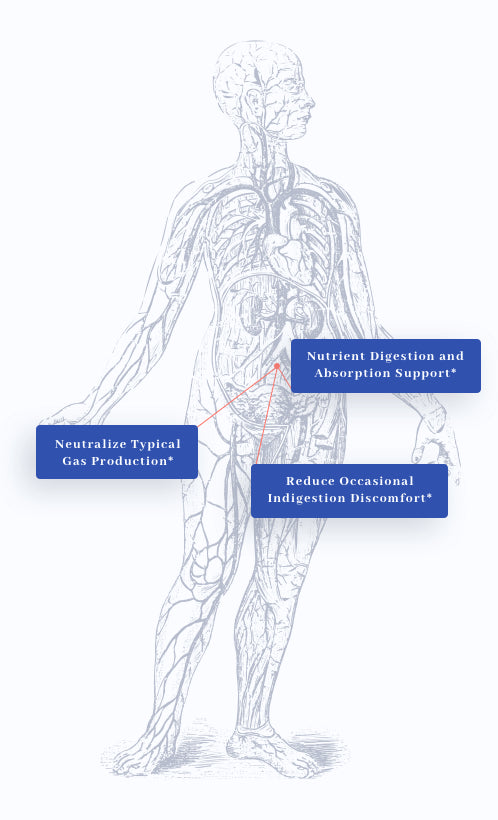 human body graphic showing benefits of 1MD Nutrition's EnzymeMD