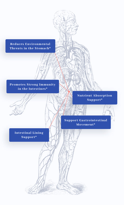 human body graphic showing benefits of 1MD Nutrition's GutMD