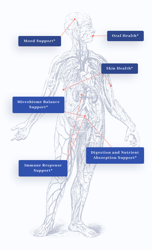 human body graphic showing benefits of 1MD Nutrition's ImmunityMD