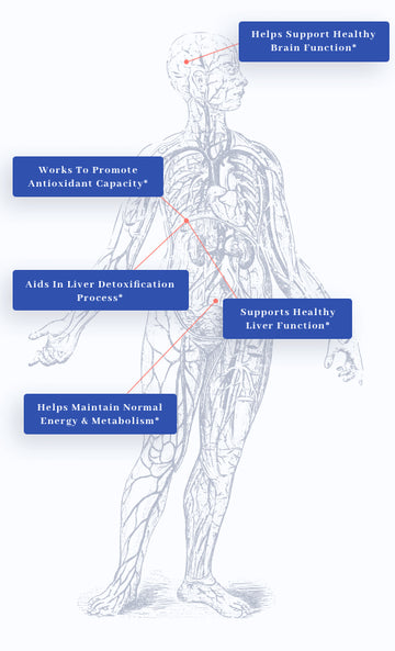 LiverMD® with NAC and ALA