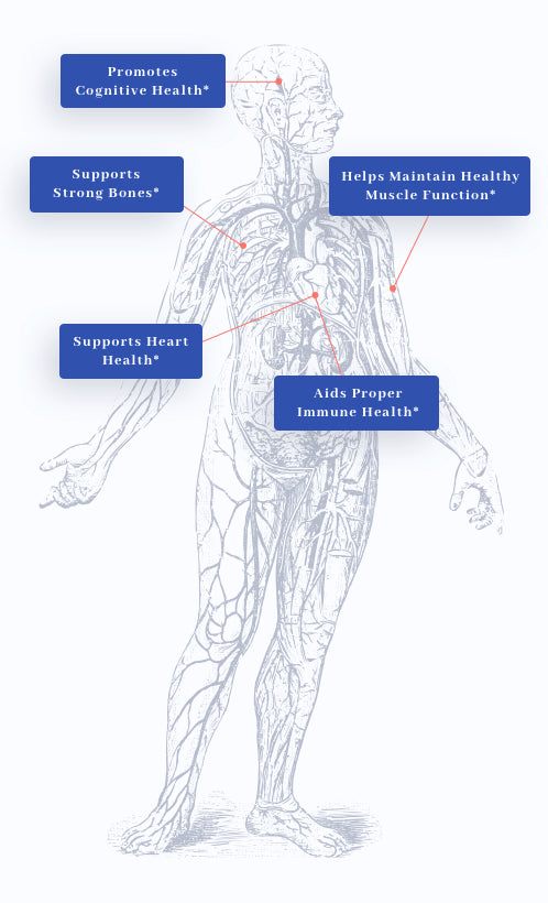 human body graphic showing benefits of 1MD Nutrition's MagMD