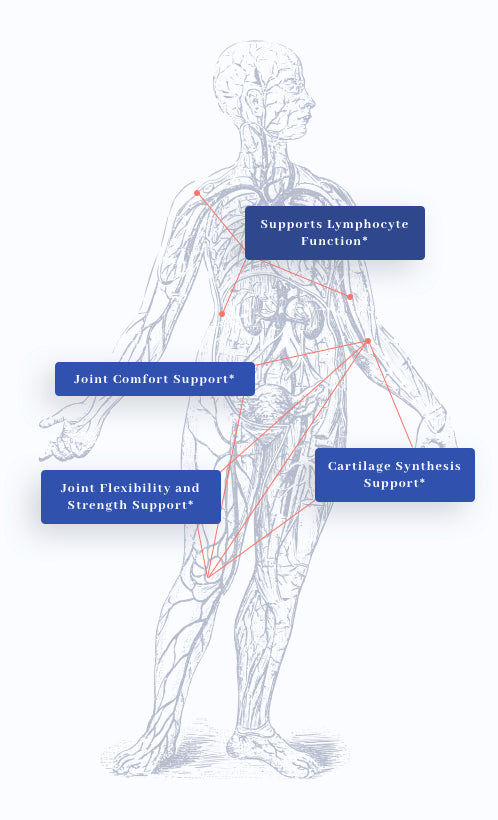 human body graphic showing benefits of 1MD Nutrition's MoveMD
