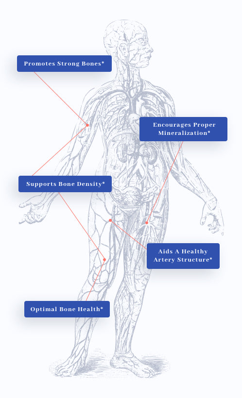 human body graphic showing benefits of 1MD Nutrition's OsteoMD