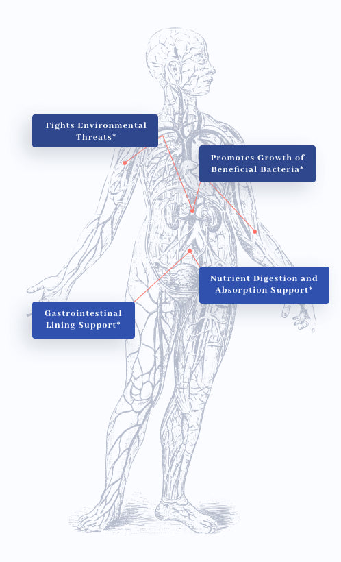human body graphic showing benefits of 1MD Nutrition's PrebioMD