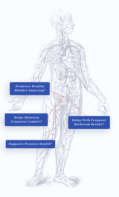 human body graphic showing benefits of 1MD Nutrition's ProstateMD
