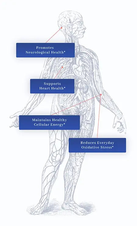 1MD CoQ10 body illustration