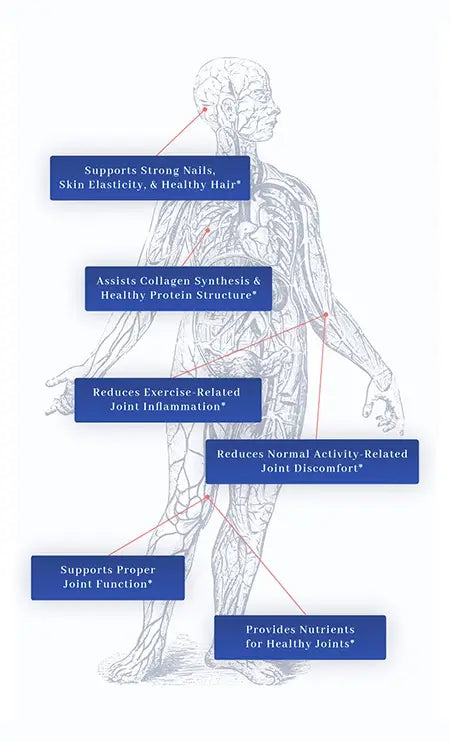 1MD Collagen Peptides body illustration