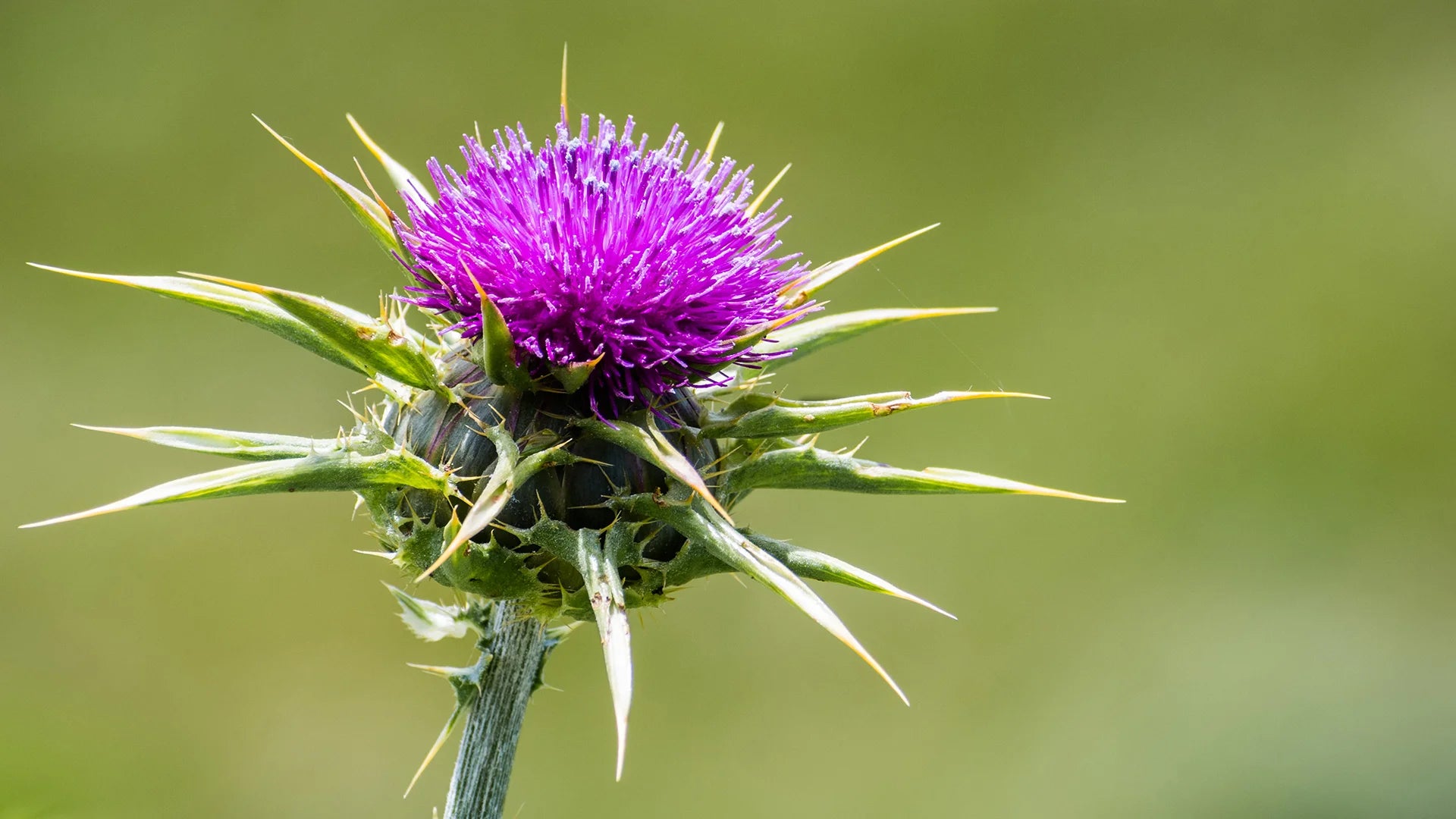 Milk Thistle